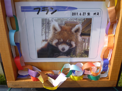 人気のレッサーパンダも元気です！