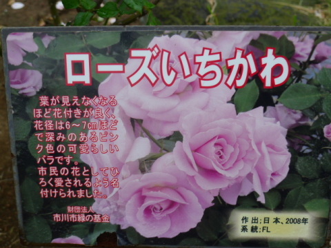 【ローズ市川】コチラは市川市民の花です！