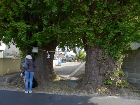 【２本の巨木】住宅地の真ん中に森が・・・？