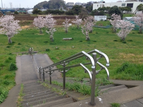 【階段を下ると24本の桜が】24本のソメイヨシノが満開です！