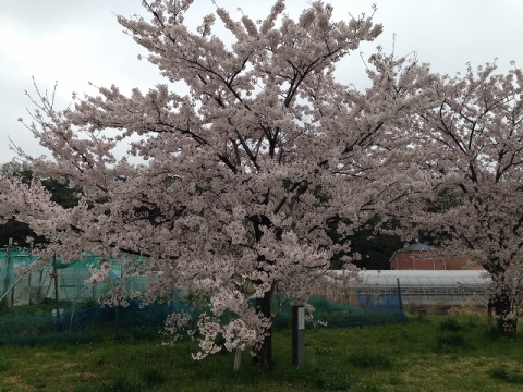 【30周年記念の桜】市川市在住30周年記念に植樹したそうです。