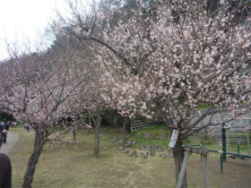 桜が春を楽しむ花なら、梅は春の訪れを告げる花。