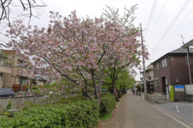 【昭和学院中・高等学校の北側の八重桜!風情がありマス】