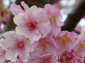 【早咲きの桜】
比較的潮風に強く、開花期間が一か月と長いです！