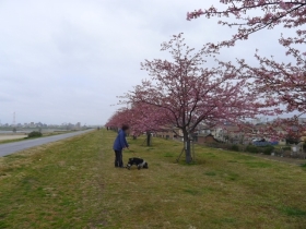 【桜並木の土手沿い】
向こう岸は少年野球の練習風景が・・・！