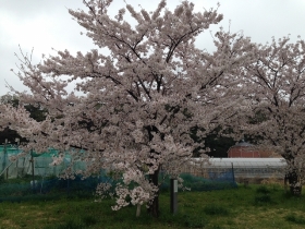 【30周年記念の桜】
市川市在住30周年記念に植樹したそうです。