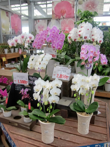 蘭