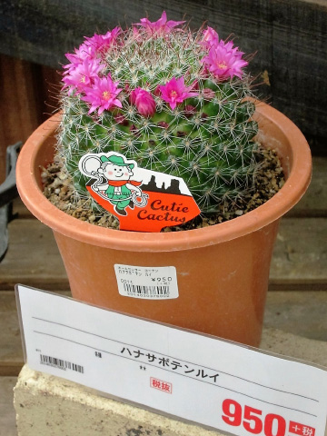 サボテン