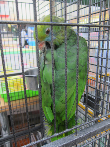 インコ